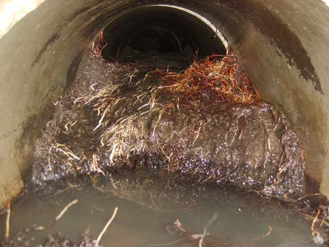 Sewer Video Inspection of Roots in sewer Marietta drain.