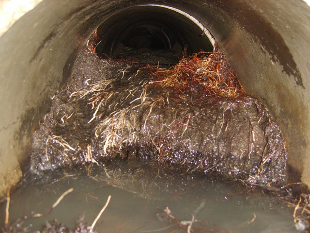 Sewer Video Inspection of Roots in sewer Kennesaw drain.